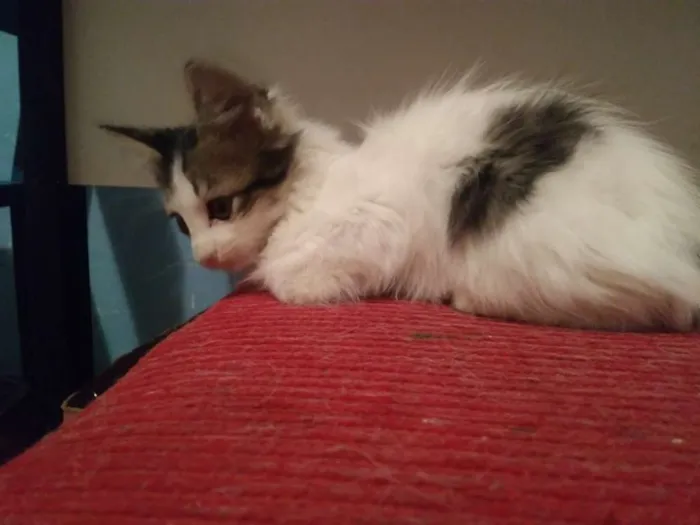 Gato ra a vira-lata idade 2 a 6 meses nome gatinhos 