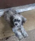 Tika
