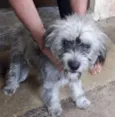 Tika