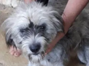 Cachorro raça srd idade 7 a 11 meses nome Tika