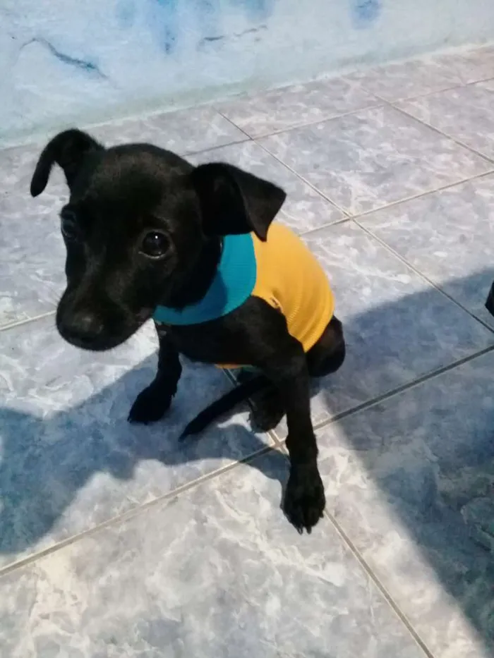 Cachorro ra a Vira lata idade 2 a 6 meses nome Tusk