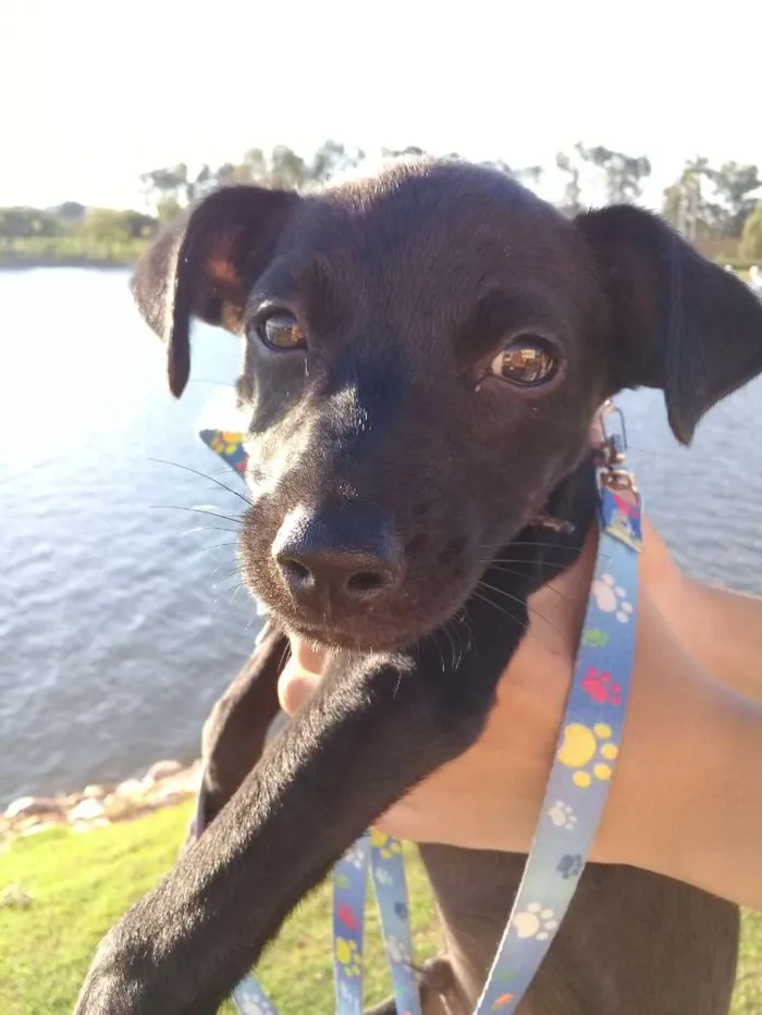 Cachorro ra a Vira lata idade 2 a 6 meses nome Tusk