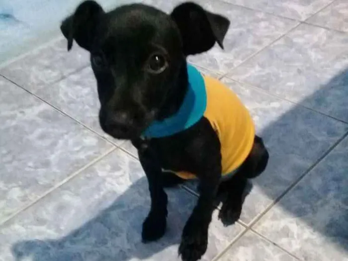 Cachorro ra a Vira lata idade 2 a 6 meses nome Tusk