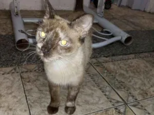 Gato raça Vira lata idade 7 a 11 meses nome Barriguda