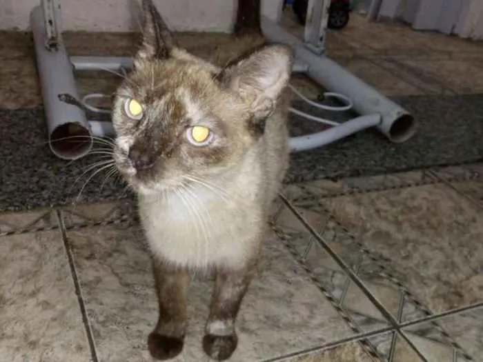 Gato ra a Vira lata idade 7 a 11 meses nome Barriguda