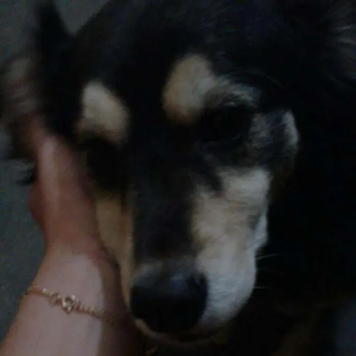 Cachorro ra a Srd idade 6 ou mais anos nome Sofia