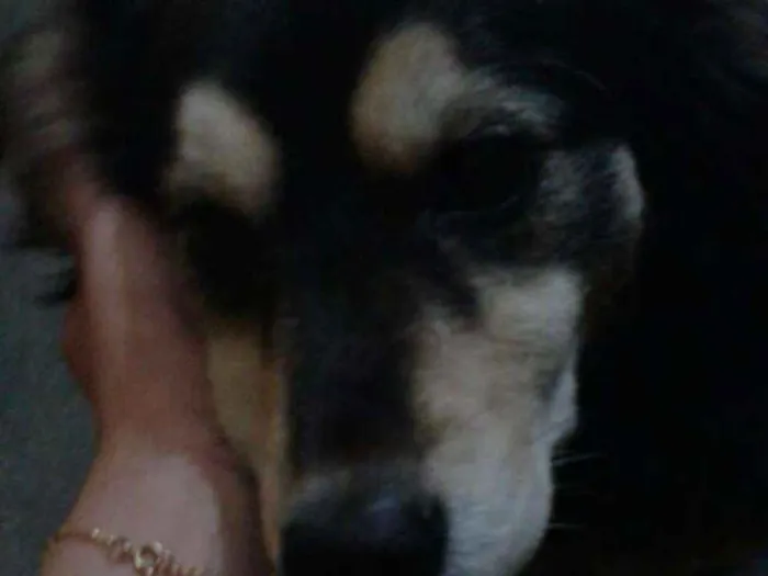 Cachorro ra a Srd idade 6 ou mais anos nome Sofia