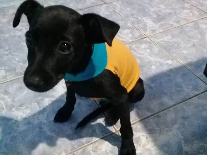 Cachorro ra a Vira lata idade 2 a 6 meses nome Tusk