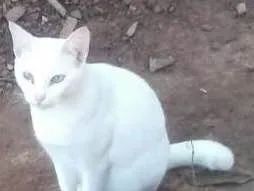 Gato ra a COMUM idade 3 anos nome BRANCA