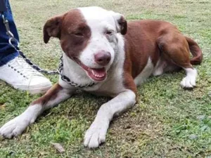 Cachorro raça PITBULL idade 2 anos nome GUGA