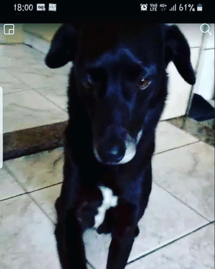 Cachorro ra a Vira lata idade 6 ou mais anos nome Scobby