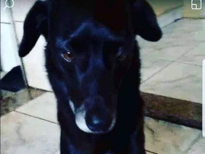 Cachorro ra a Vira lata idade 6 ou mais anos nome Scobby