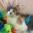BISCUIT
