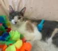 BISCUIT