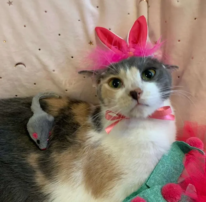 Gato ra a SRD idade 7 a 11 meses nome BISCUIT