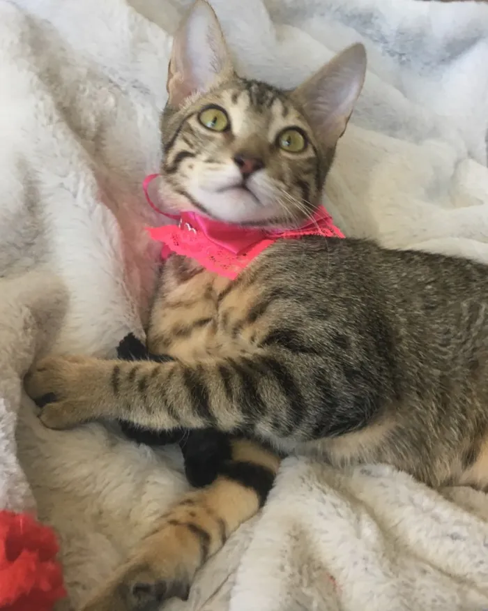 Gato ra a SRD idade 2 a 6 meses nome FRAMBOESA