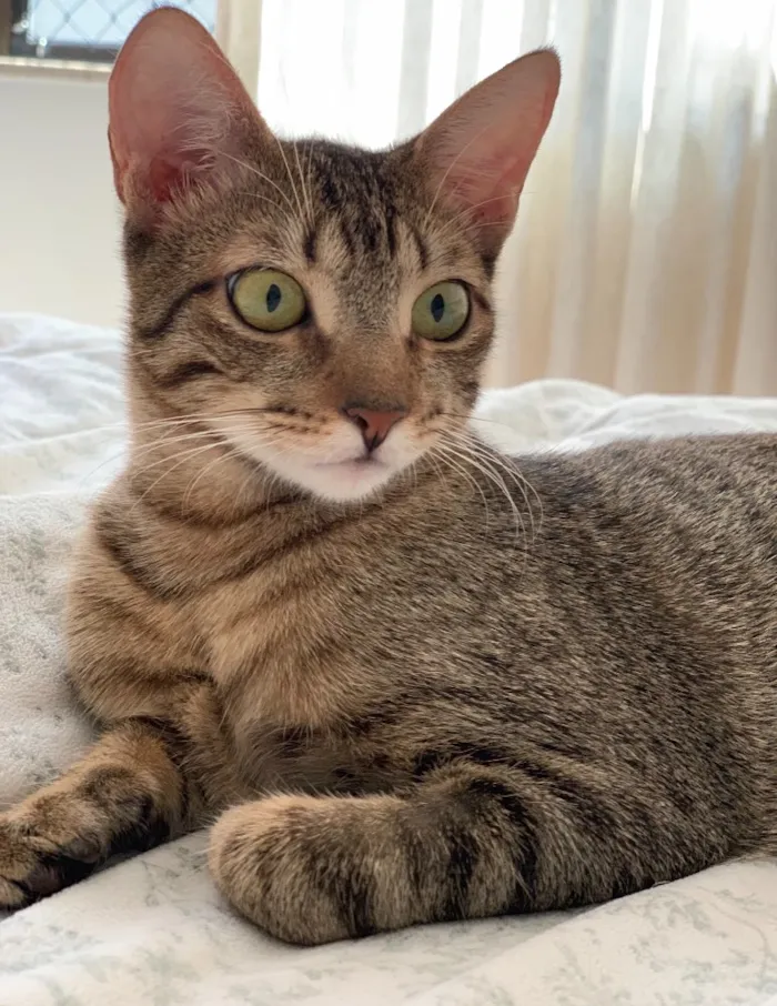 Gato ra a SRD idade 2 a 6 meses nome FRAMBOESA