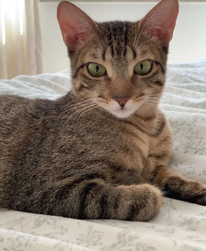 Gato ra a SRD idade 2 a 6 meses nome FRAMBOESA