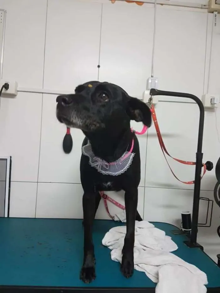 Cachorro ra a SRD idade 6 ou mais anos nome BIG