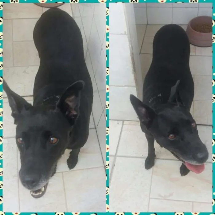 Cachorro ra a SRD idade 6 ou mais anos nome BIG