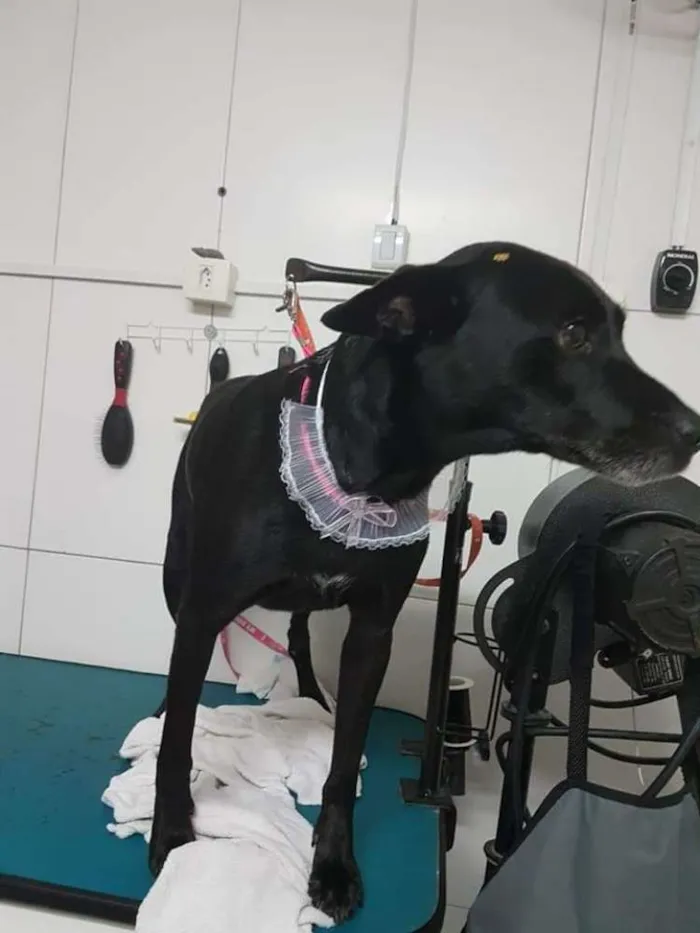 Cachorro ra a SRD idade 6 ou mais anos nome BIG