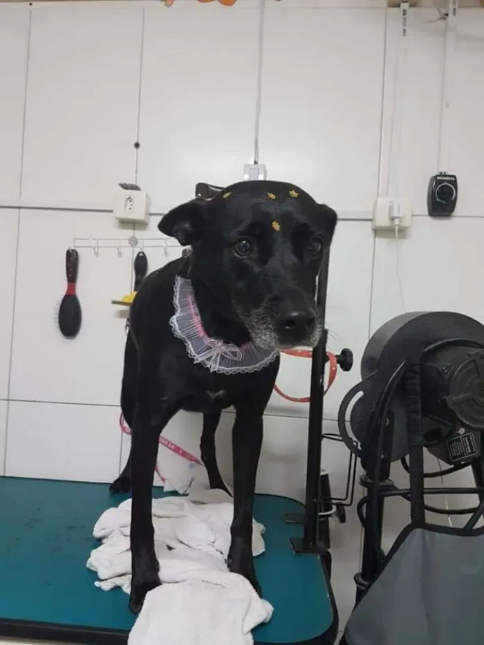 Cachorro ra a SRD idade 6 ou mais anos nome BIG