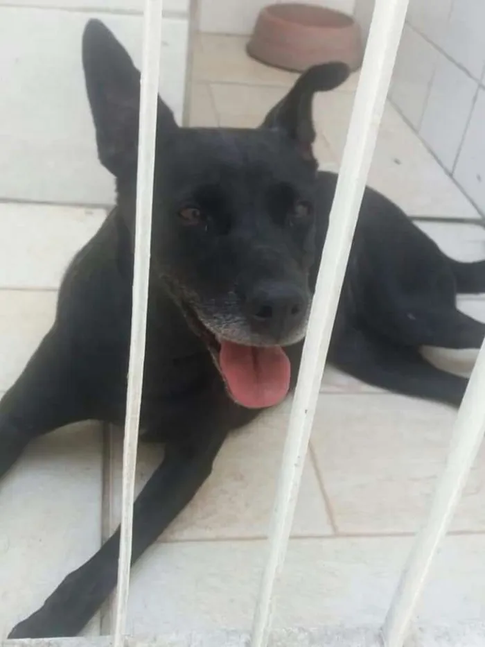 Cachorro ra a SRD idade 6 ou mais anos nome BIG