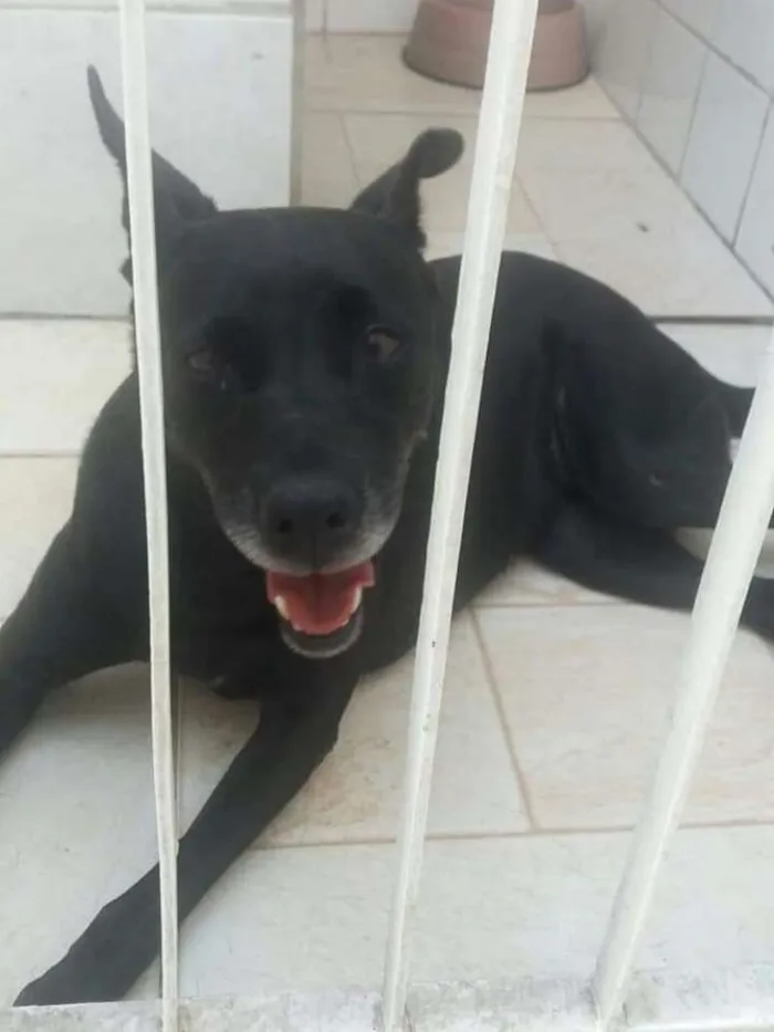 Cachorro ra a SRD idade 6 ou mais anos nome BIG
