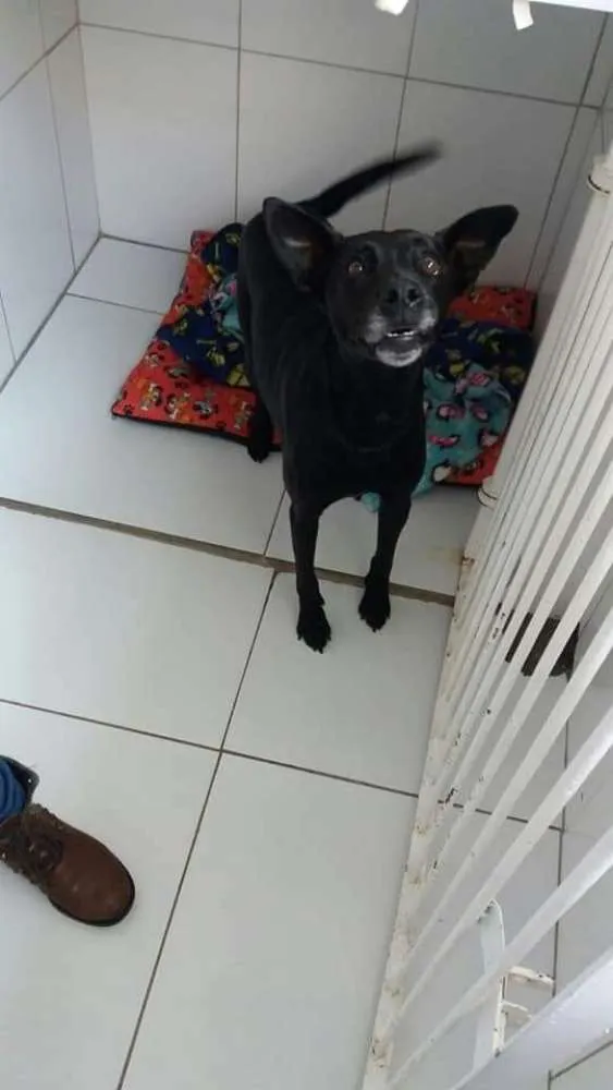 Cachorro ra a SRD idade 6 ou mais anos nome BIG