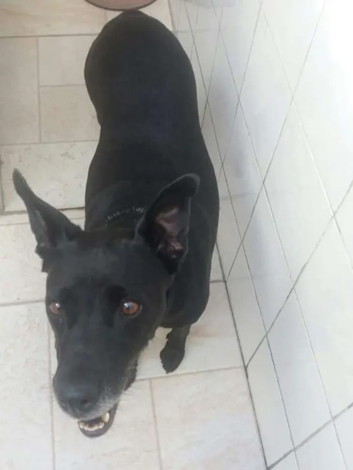 Cachorro ra a SRD idade 6 ou mais anos nome BIG