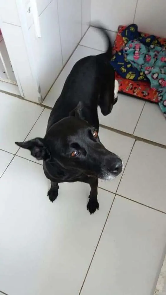 Cachorro ra a SRD idade 6 ou mais anos nome BIG