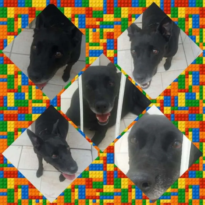 Cachorro ra a SRD idade 6 ou mais anos nome BIG