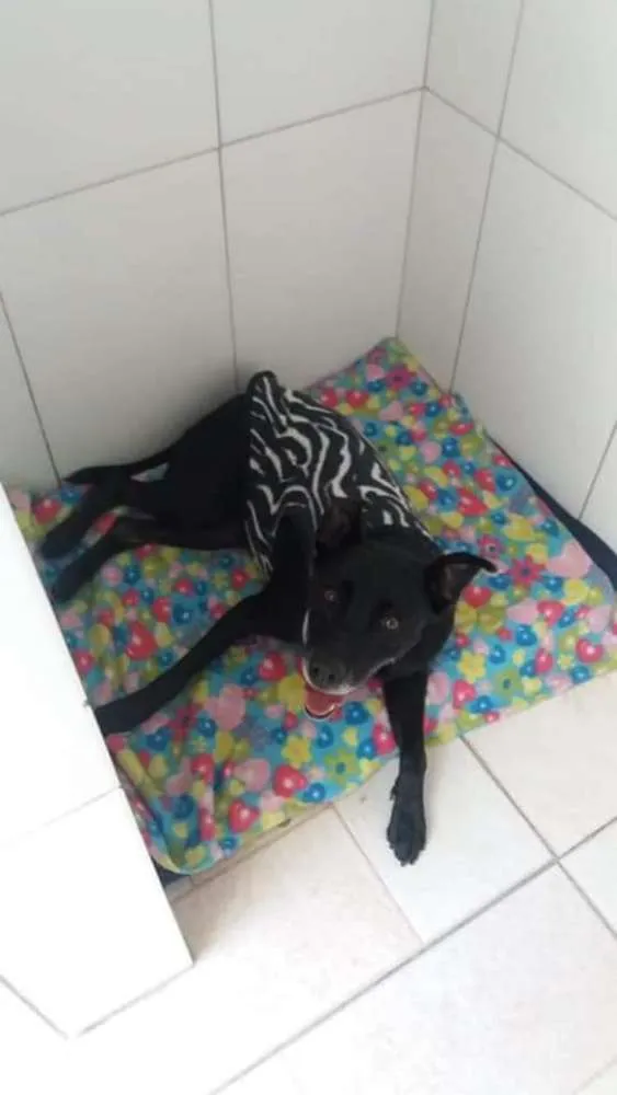 Cachorro ra a SRD idade 6 ou mais anos nome BIG