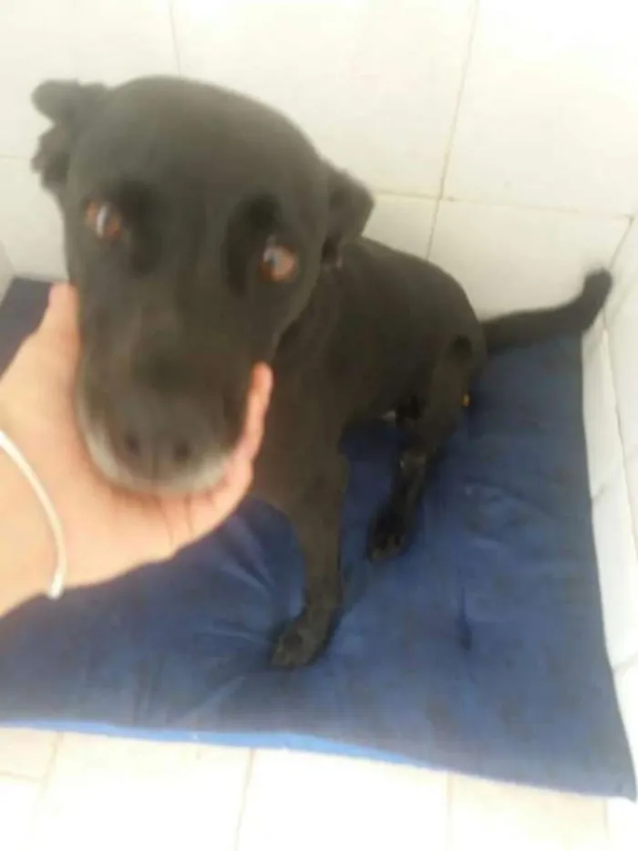 Cachorro ra a SRD idade 6 ou mais anos nome BIG