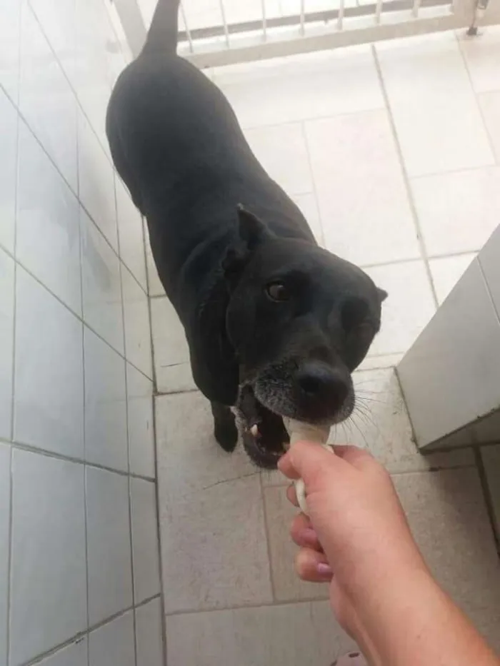 Cachorro ra a SRD idade 6 ou mais anos nome BIG