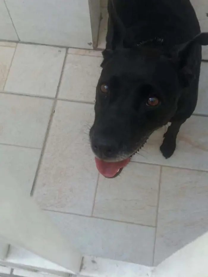 Cachorro ra a SRD idade 6 ou mais anos nome BIG