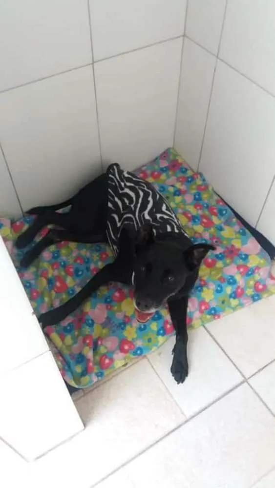 Cachorro ra a SRD idade 6 ou mais anos nome BIG