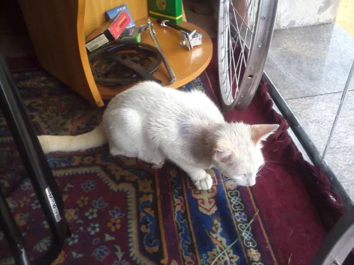 Gato ra a não sei idade 7 a 11 meses nome Milla