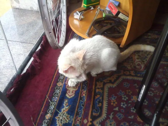 Gato ra a não sei idade 7 a 11 meses nome Milla