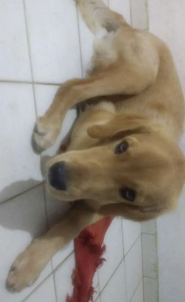 Cachorro ra a Labrador idade 2 a 6 meses nome Marley