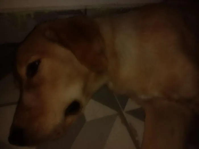Cachorro ra a Labrador idade 2 a 6 meses nome Marley