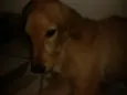 Marley
