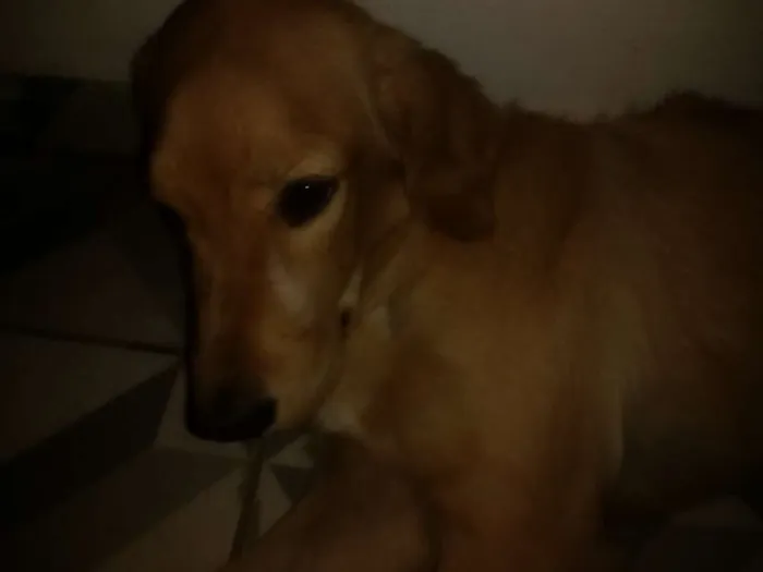 Cachorro ra a Labrador idade 2 a 6 meses nome Marley