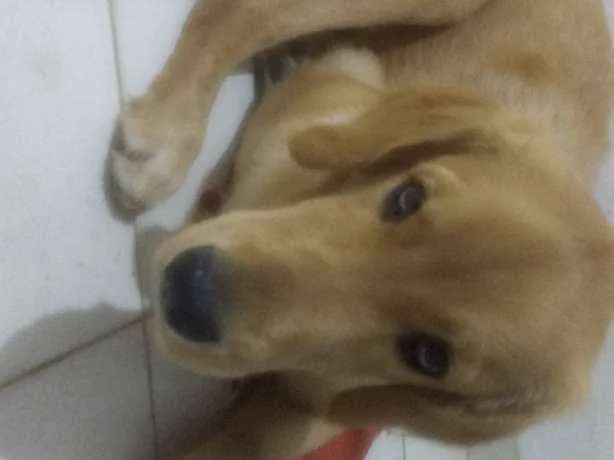 Cachorro ra a Labrador idade 2 a 6 meses nome Marley
