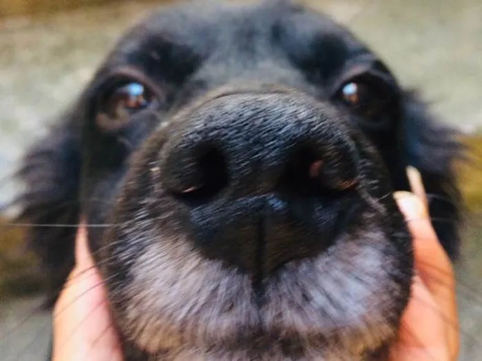 Cachorro raça Mista  idade 6 ou mais anos nome Alice 