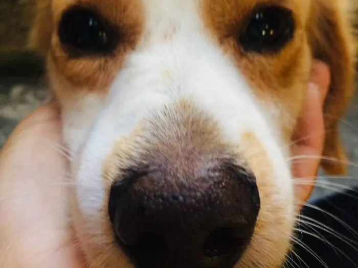 Cachorro raça Mista idade 4 anos nome Olavo 