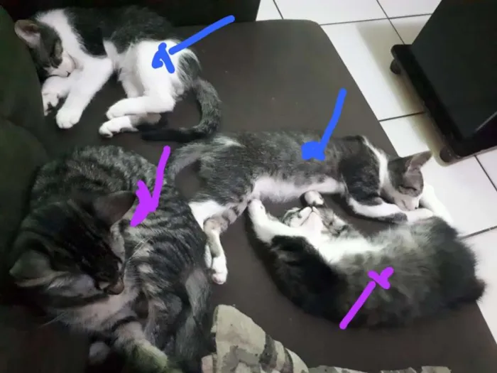 Gato ra a Srd idade 2 a 6 meses nome Vários nomes