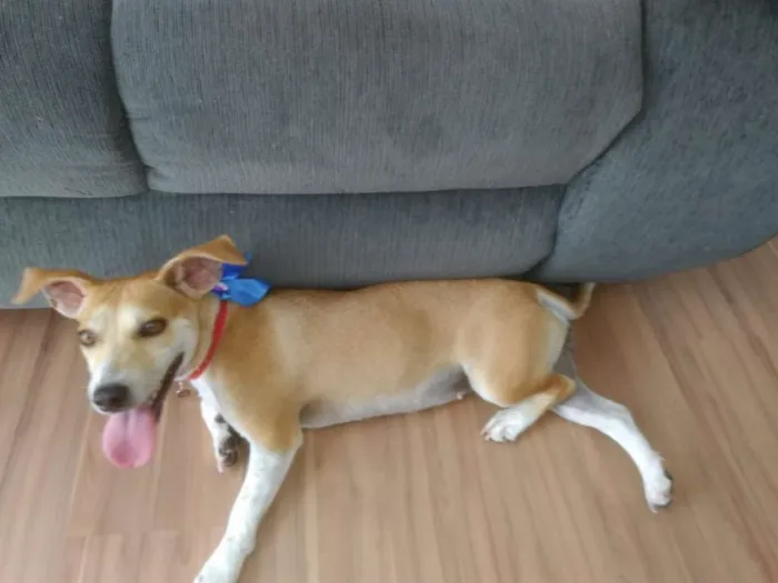 Cachorro ra a Sem raça idade 2 anos nome Mel