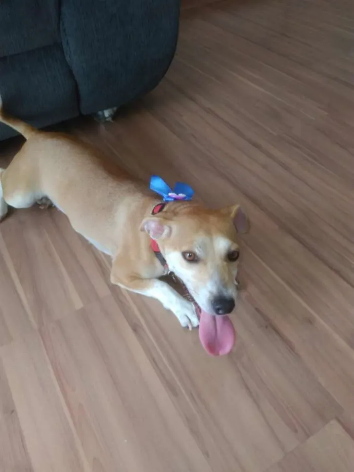 Cachorro ra a Sem raça idade 2 anos nome Mel