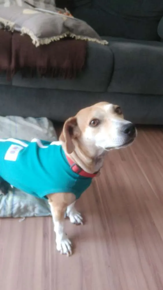 Cachorro ra a Sem raça idade 2 anos nome Mel